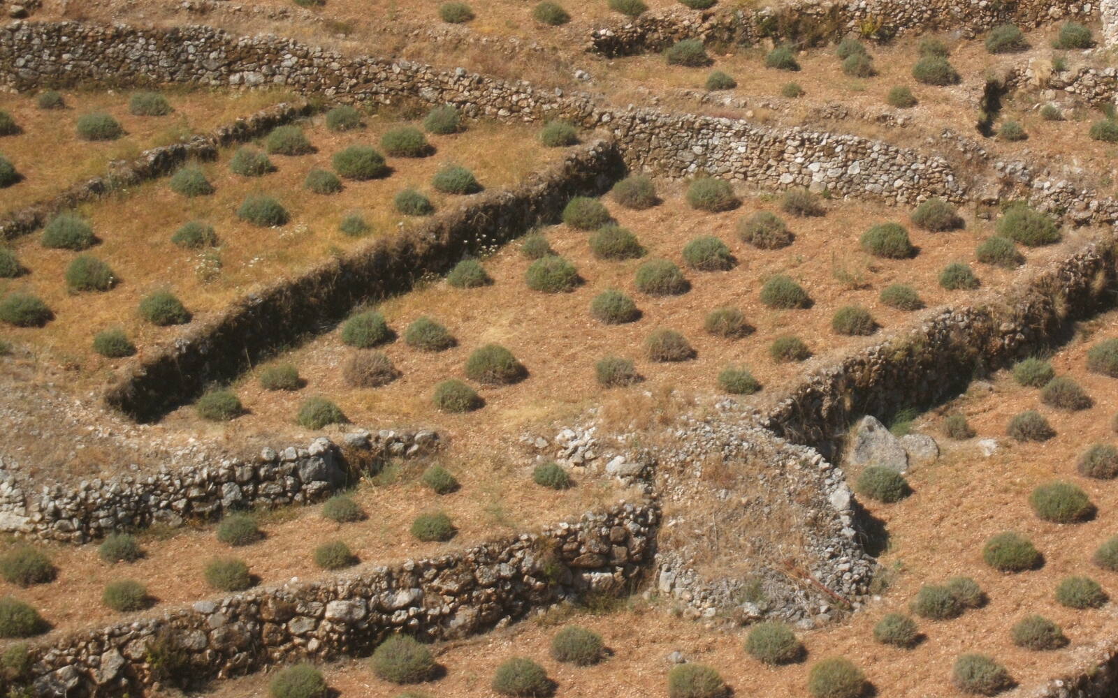 Terrassen met lavendelstruiken en droge stenen muren op het eiland Hvar