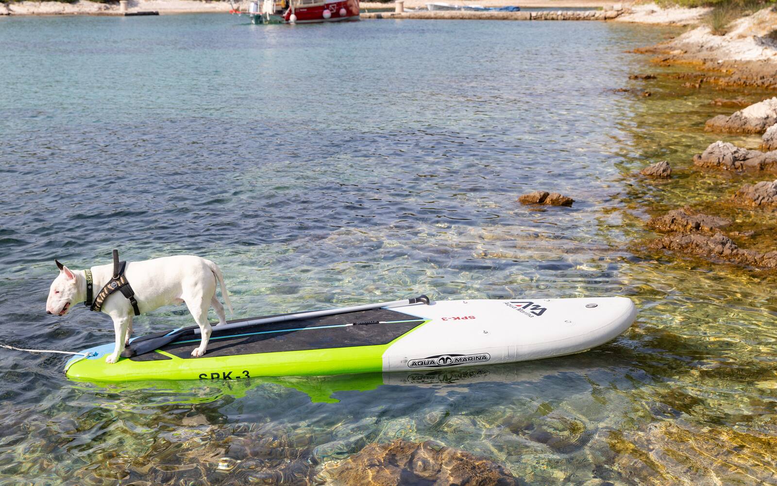 Witte hond op een supboard in het heldere water van een baai op het eiland Silba