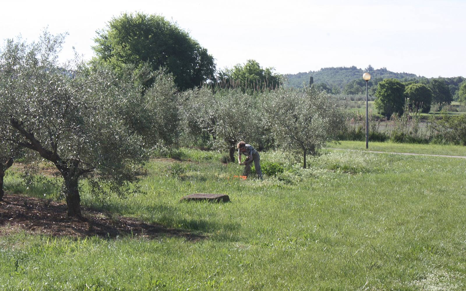 Oude olijfbomen in een grasrijke olijfgaard bij Poreč